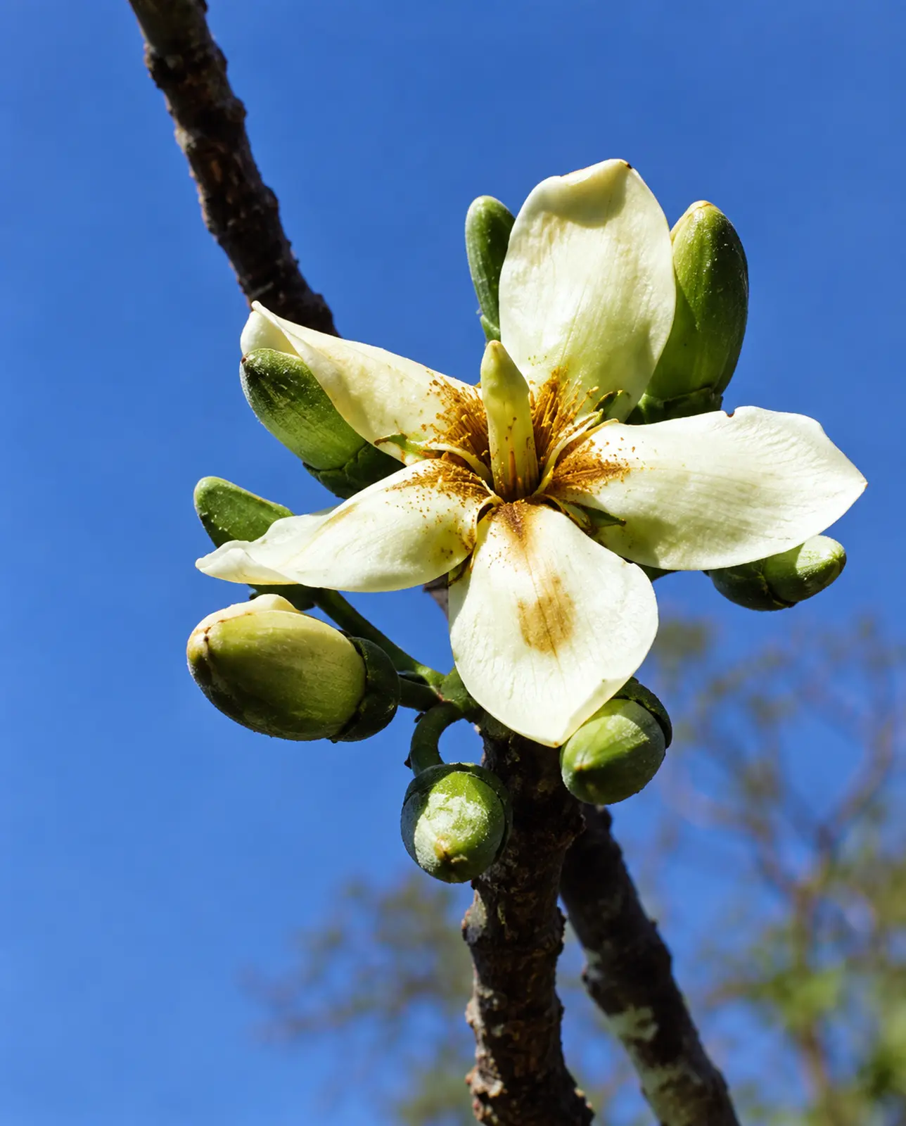 Flor — registro de contexto